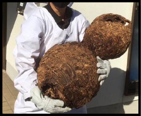 害虫・害獣・害鳥 駆除